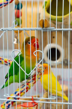 Dikey kompozisyonda bir kafeste iki sevimli muhabbet kuşu.