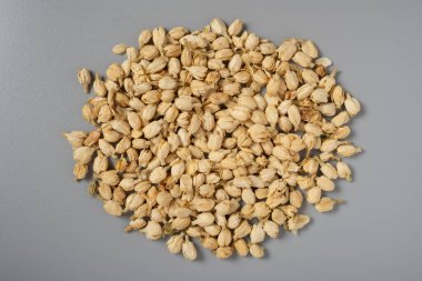 MoliHua ya da Jasminum sambac ya da Arap Yasemin