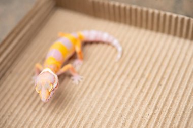 açı görünümü Leopar gecko yatay bileşiminde