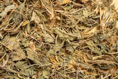 Herb XiHuaDiDing veya Viola yedoensis Makino veya Tayvan Violet veya Viola Philippica yatay olarak