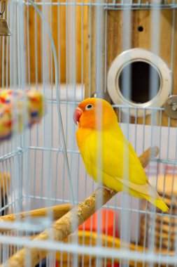 Dikey kompozisyonda sevimli bir muhabbet kuşu