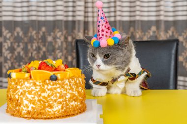Şirin İngiliz kısa hava kedisi doğum gününü yatay olarak kutluyor.