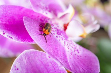 Yatay kompozisyondaki leylak orkidesinde bir ateşböceği