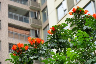 beautiful blooming African tulip tree or Spathodea campanulata horizontal composition