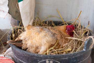 Bir tavuk uzandı ve yumurtlamaya hazırlanıyor.