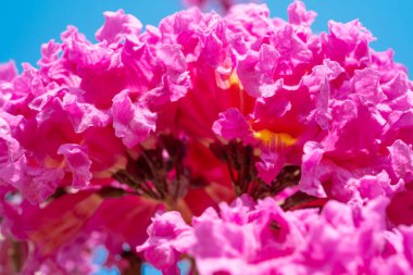 Güzel açan Tabebuia Rosea veya Tabebuia Chrysantha Nichols yatay kompozisyonda yakın plan