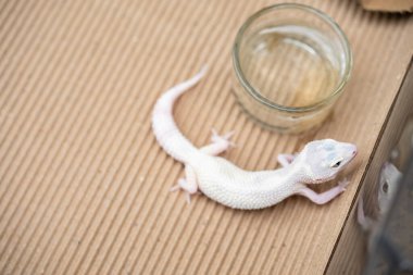 açı görünümü Leopar gecko yatay bileşiminde