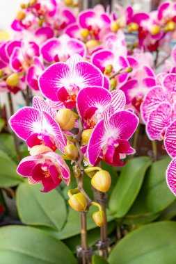 Dikey bileşimde çiçek açan pembe orkideler