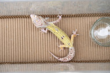 Üst görünüm Leopar gecko yatay bileşiminde