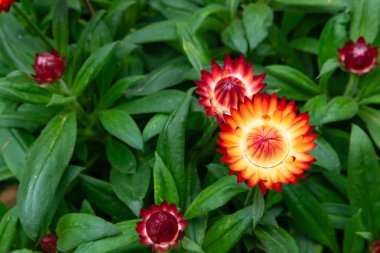 güzel immortelle ya da helichrysum yatay kompozisyonda