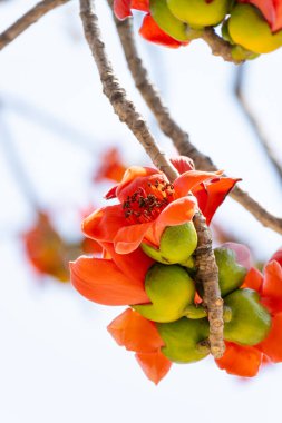 çiçek açan Bombax ceiba veya dikey bileşiminde kırmızı pamuk
