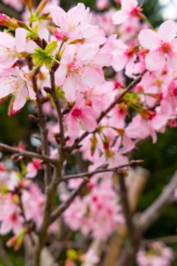 Dikey bileşimde çiçek açan kiraz çiçeği