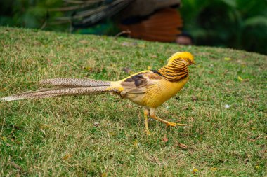 Güzel ve renkli altın sülün.