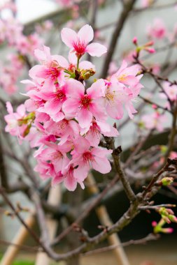 Dikey bileşimde çiçek açan kiraz çiçeği
