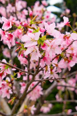 Dikey bileşimde çiçek açan kiraz çiçeği