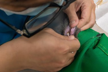 Veteriner kedi kulağı temizliyor.