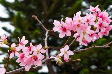 Yatay bileşimde çiçek açan kiraz çiçeği