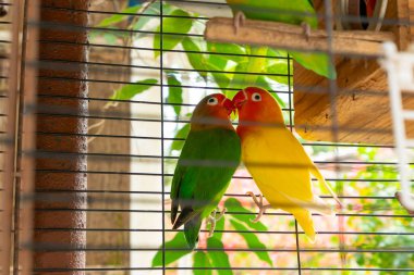 Kafesteki şirin muhabbet kuşları