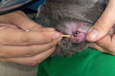 Veteriner kedi kulağı temizliyor.