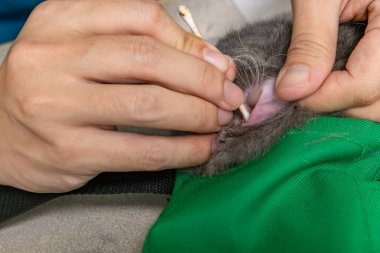 Veteriner kedi kulağı temizliyor.
