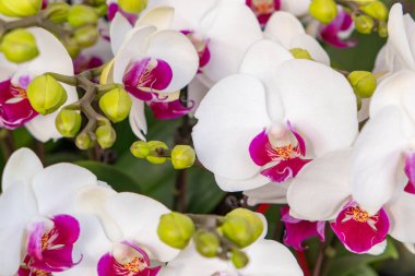 Yatay bileşimde çiçek açan beyaz orkideler