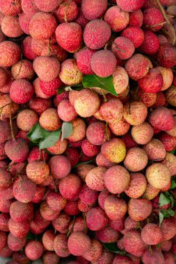 Dikey kompozisyonda bir demet taze liçi