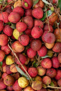 Dikey kompozisyonda bir demet taze liçi