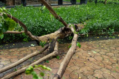 Güçlü bir fırtına yatay bileşimden geçtikten sonra kırık ağaç devrildi.