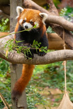 Sevimli kırmızı panda küçük panda ya da Firefox ailurus fulgens dikey sıkıştırma