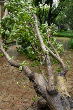 Güçlü bir fırtına dikey bileşiminden geçtikten sonra kırık ağaç devrildi.