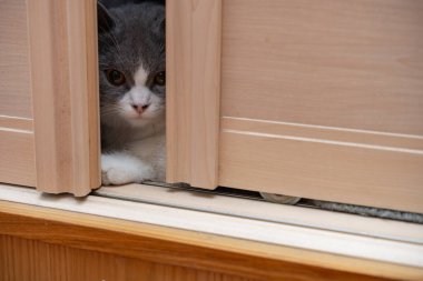 Gardıropta saklanan bir İngiliz kısa hava kedisi.
