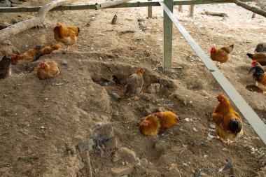 Tavuklar yerde yürüyor.