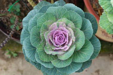 Üst manzara süslemeli lahana ya da lahana