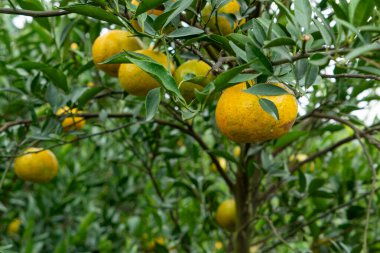 Yatay bileşimde ağaçtaki portakallar