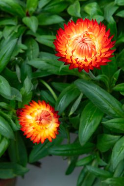 Dikey bileşikte güzel bir immortelle ya da sarmal