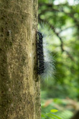 Dikey bileşimde bir ağaç üzerinde Dendrolimus tabloyu oluşturur.