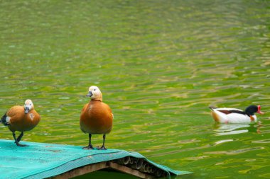Yatay kompozisyonda bir göl kenarındaki ördekler