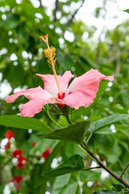 Güzel çiçek açan amberçiçeği rosa-sinensis ya da Çin amblemi