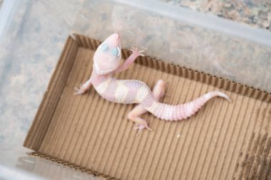 Üst görünüm Leopar gecko yatay bileşiminde