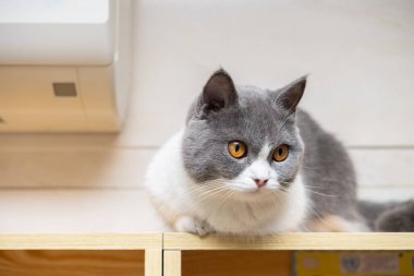 Yakınlarda kliması olan bir ahşap rafta yatan İngiliz kısa hava kedisi.