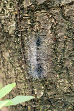 Dikey bileşimde bir ağaç üzerinde Dendrolimus tabloyu oluşturur.