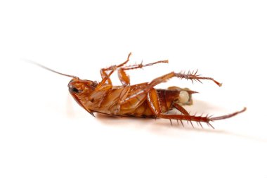 Açı görüntüsü ölen hamamböceğinin karnı açık ve beyaz arkaplanda dönüyor.