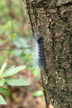 Dikey bileşimde bir ağaç üzerinde Dendrolimus tabloyu oluşturur.