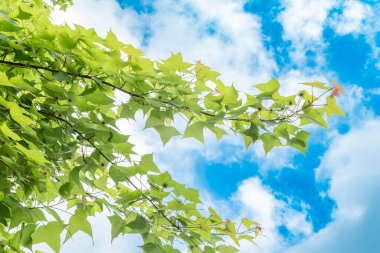 Yıldız şeklinde yeşil yapraklardan oluşan bir dal, yumuşak beyaz bulutlarla benekli parlak mavi bir gökyüzü boyunca uzanıyor.