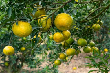 Yatay bileşimde ağaçtaki portakallar