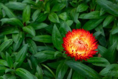güzel immortelle ya da helichrysum yatay kompozisyonda
