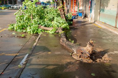 ZhongShan Çin-Eylül 25, 2025: HuajiaSha 'nın yatay bileşiminden geçen süper güçlü fırtınadan sonra kırık ağaç yolda devrildi..
