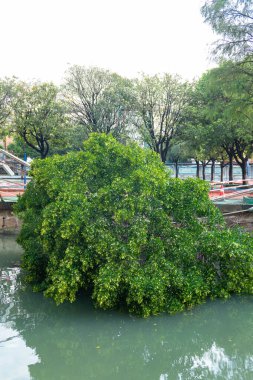 ZhongShan Çin-Eylül 25, 2025: HuajiaSha 'nın dikey bileşiminden sonra yıkılan kırık ağaç nehir kenarına düştü..