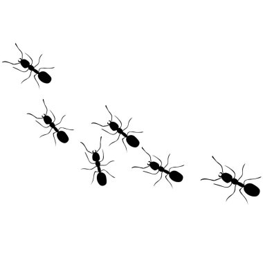A group of six black ants 6