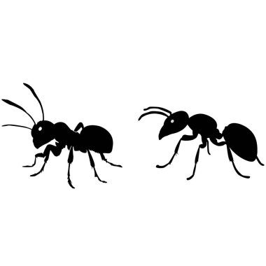 Ant silhouette vector. black ant silhouette isolated on white background